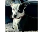 Adopt Vera a Black - with White American Staffordshire Terrier / Mixed dog in