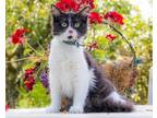 Adopt FOSTER NEEDED for TIMID KITTENS a Domestic Shorthair / Mixed cat in