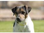 Adopt Frankie a White Jack Russell Terrier / Mixed dog in Colorado Springs