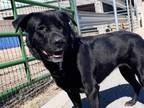 Adopt LOLA a Black - with White Labrador Retriever / Chow Chow / Mixed dog in