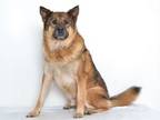 Adopt Hiro a Akita, German Shepherd Dog