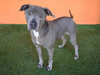 Adopt BRUNO a Tan/Yellow/Fawn Mastiff / Mixed dog in Doral, FL (32528065)
