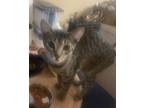 Adopt Tabby Kittens a Domestic Long Hair, Domestic Short Hair