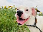 Adopt Maui a Boxer, Pit Bull Terrier