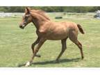 HUGE Chestnut PRE Andalusian