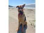 Ruby, Labrador Retriever For Adoption In San Mateo, California