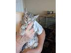 Dotty American Shorthair Young Female