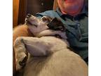 Lucky Jack Russell Terrier Senior Male