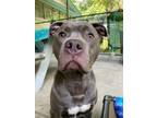 Sky American Staffordshire Terrier Adult Male