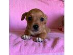 Tyler Chihuahua Puppy Male