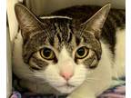 KITTY Domestic Shorthair Adult Male