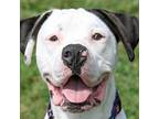 Frankie American Pit Bull Terrier Young Male