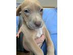 Lucy Staffordshire Bull Terrier Puppy Female