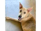 Adopt Lobo a Tan/Yellow/Fawn Shepherd (Unknown Type) / Great Dane / Mixed dog in