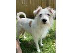 Adopt Lulu a White - with Red, Golden, Orange or Chestnut Terrier (Unknown Type