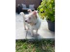 Adopt Maddie May a Terrier