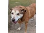 Adopt Skye a Red/Golden/Orange/Chestnut Husky / Mixed dog in Lakeland