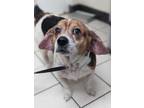 Adopt Little Man a Black Beagle / Mixed dog in Lakeland, FL (32550192)