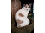 Adopt Attaboy! a Tan or Fawn (Mostly) Snowshoe (short coat) cat in College