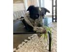 Adopt Bruno a Black - with White Australian Shepherd / Border Collie / Mixed dog