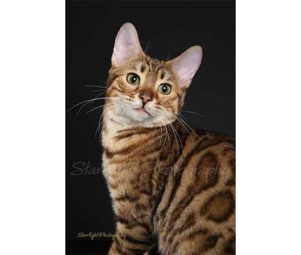bengal is a Male Bengal Adult For Sale in Tucson AZ
