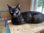 Adopt Wednesday a All Black Domestic Shorthair / Mixed cat in Newnan