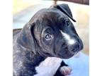 Hope Pit Bull Terrier Puppy Female