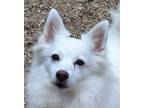 Adopt LEXI a American Eskimo Dog