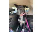 Adopt Opal a Black - with White Border Collie / Mixed dog in Los Banos