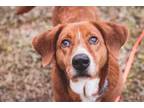 Adopt Huck a Red/Golden/Orange/Chestnut Basset Hound / Mixed dog in Fort Worth