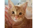 Maddy-mat, Domestic Shorthair For Adoption In Pacific Grove, California
