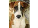 Adopt ALEXIS (male) a Mountain Cur, Tennessee Treeing Brindle