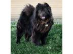 Adopt Smokey a Black Chow Chow / Mixed dog in Ventura, CA (32577960)