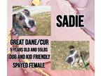 Adopt Sadie a Brindle Great Dane / Mountain Cur / Mixed dog in Brewster