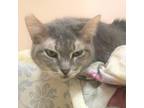 Adopt Cheyenne a Calico or Dilute Calico American Shorthair / Mixed (short coat)