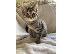 Adopt Mellow a Gray, Blue or Silver Tabby Domestic Shorthair (short coat) cat in
