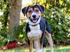 Adopt HANDSOME JACK B GOOD a Beagle / Border Collie / Mixed dog in Franklin