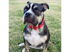 Adopt Jethro a American Staffordshire Terrier, Mixed Breed