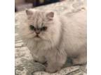 Adopt Gulliver *Must be ONLY cat* a Persian