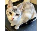 Adopt Addy a Domestic Short Hair, Snowshoe