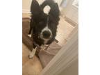 Adopt Bernie "I Have Been Adopted" a Black - with White Border Collie /