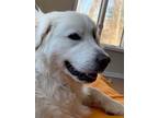 Adopt Emmy a Great Pyrenees / Golden Retriever / Mixed dog in Matawan