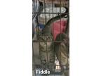 Adopt Fiddle a Gray, Blue or Silver Tabby Domestic Shorthair (short coat) cat in