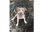 Adopt Tori a Gray/Silver/Salt & Pepper - with White Staffordshire Bull Terrier /