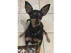 Two Handsome Brothers.., Miniature Pinscher For Adoption In Ft Myers Beach