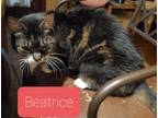 Adopt Beatrice a Brown Tabby Domestic Shorthair (short coat) cat in Brick