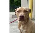 Adopt Hyde a Brown/Chocolate American Pit Bull Terrier / Mixed dog in Gadsden