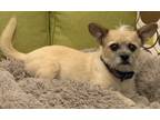 Adopt Kooper a Brussels Griffon / Cavalier King Charles Spaniel / Mixed dog in
