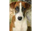 Adopt ALEXIS (male) a Brindle - with White Mountain Cur / Plott Hound / Mixed