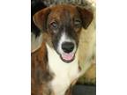 Adopt ALEXANDER ! a Brindle - with White Plott Hound / Mountain Cur / Mixed dog